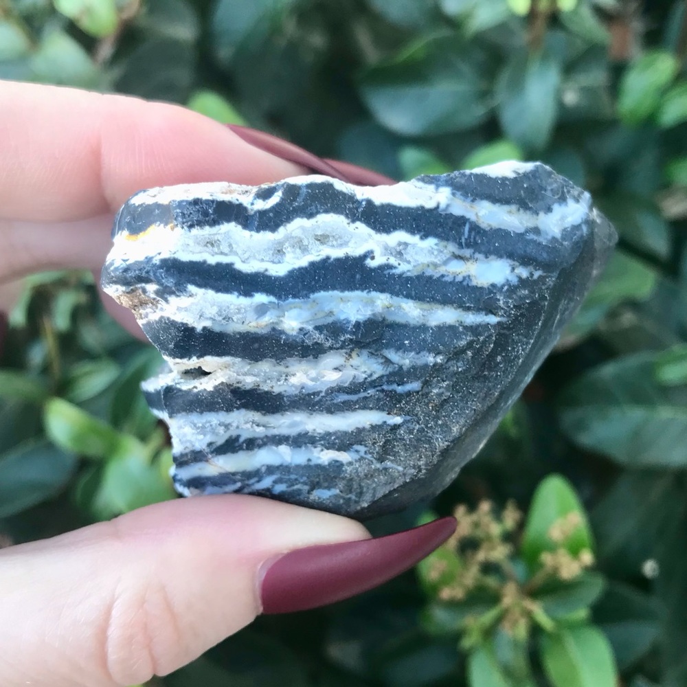 Zebra Jasper 🦓 - Picture 2 of 5
